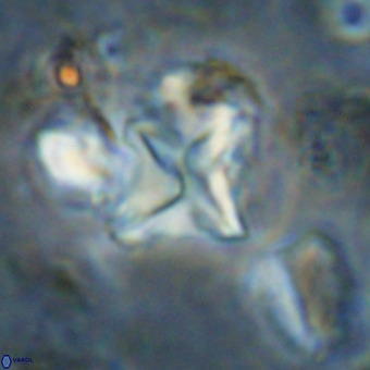 Micula vekshinae VR 21702