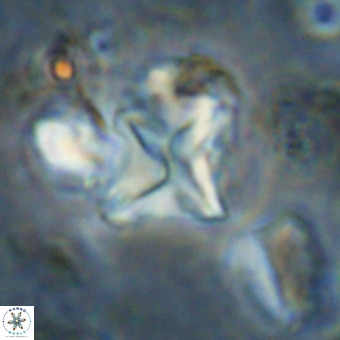 Micula vekshinae VR 21702