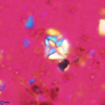 Micula vekshinae VR 21726