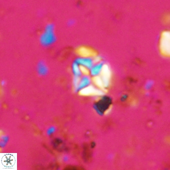 Micula vekshinae VR 21726