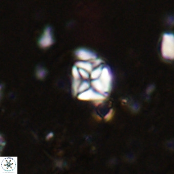 Micula vekshinae VR 21727