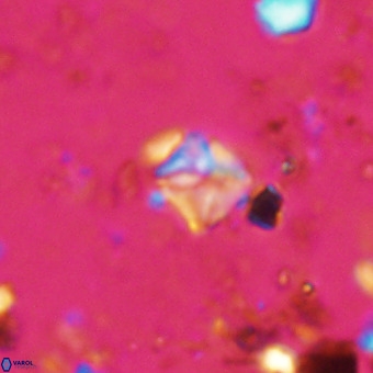 Micula vekshinae VR 21728