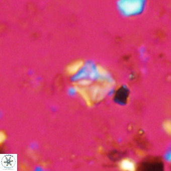 Micula vekshinae VR 21728