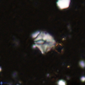 Micula vekshinae VR 21729