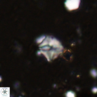 Micula vekshinae VR 21729