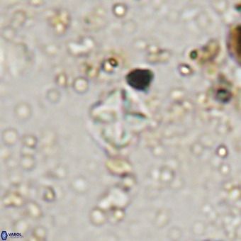 Micula vekshinae VR 21735
