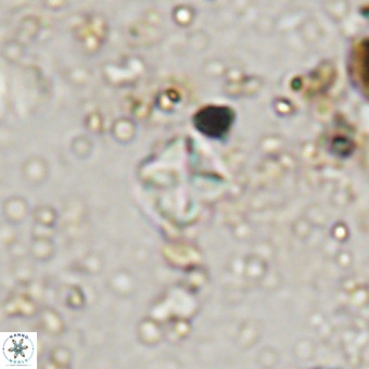 Micula vekshinae VR 21735