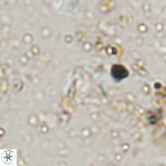 Micula vekshinae VR 21737
