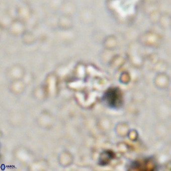 Micula vekshinae VR 21738