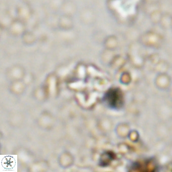 Micula vekshinae VR 21738