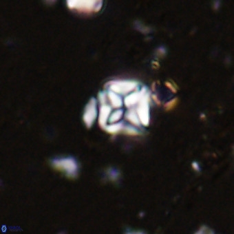 Micula vekshinae VR 21730