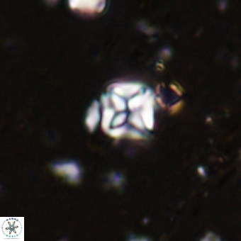 Micula vekshinae VR 21730