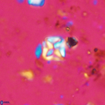 Micula vekshinae VR 21731