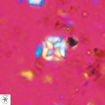 Micula vekshinae VR 21731