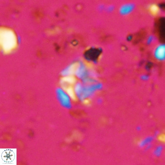 Micula vekshinae VR 21732