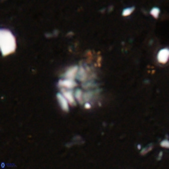 Micula vekshinae VR 21733
