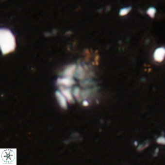 Micula vekshinae VR 21733