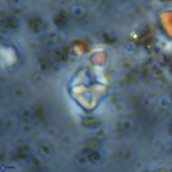 Micula vekshinae VR 21744