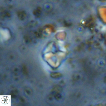 Micula vekshinae VR 21744