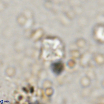 Micula vekshinae VR 21740