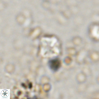 Micula vekshinae VR 21740