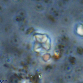 Micula vekshinae VR 21741