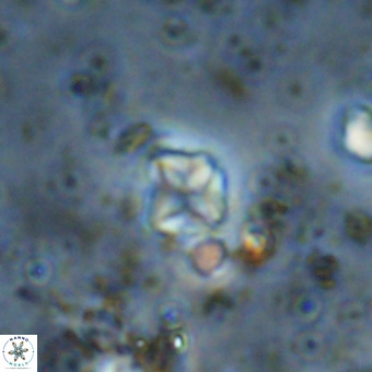 Micula vekshinae VR 21741