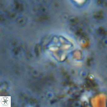 Micula vekshinae VR 21742