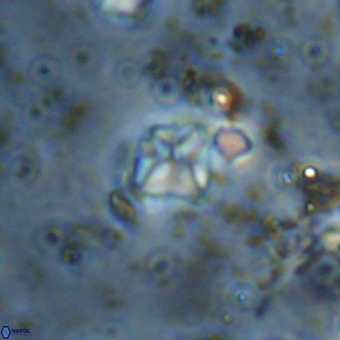 Micula vekshinae VR 21743