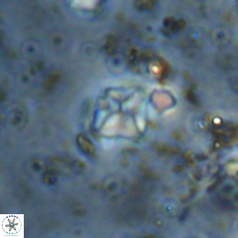 Micula vekshinae VR 21743