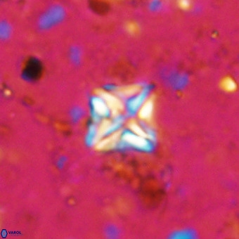 Micula vekshinae VR 21784