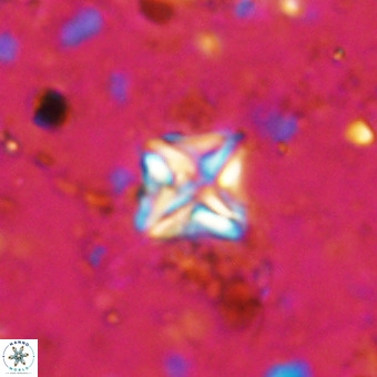 Micula vekshinae VR 21784