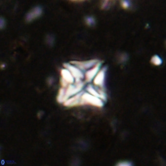 Micula vekshinae VR 21785
