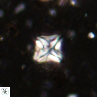 Micula vekshinae VR 21785