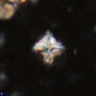 Micula vekshinae VR 21786