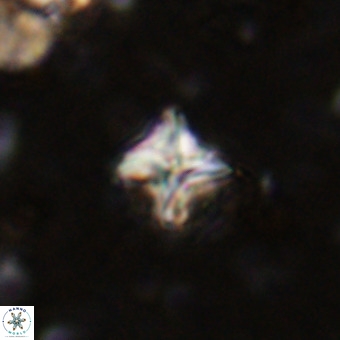 Micula vekshinae VR 21786
