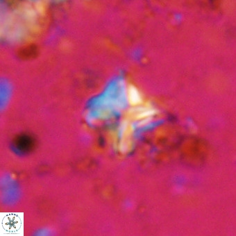 Micula vekshinae VR 21787