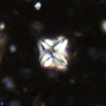 Micula vekshinae VR 21788