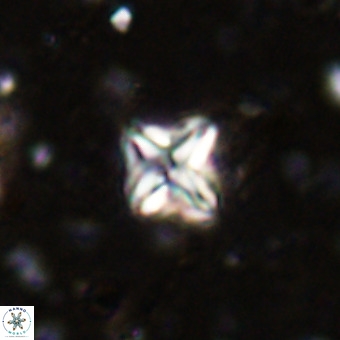 Micula vekshinae VR 21788
