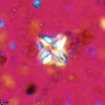 Micula vekshinae VR 21789