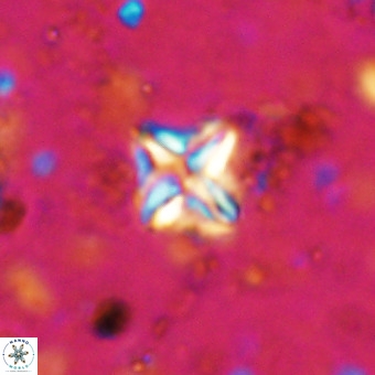 Micula vekshinae VR 21789