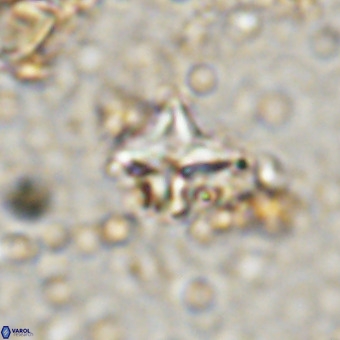 Micula vekshinae VR 21795