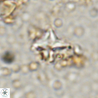 Micula vekshinae VR 21795
