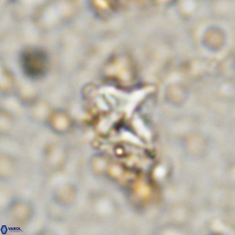 Micula vekshinae VR 21796