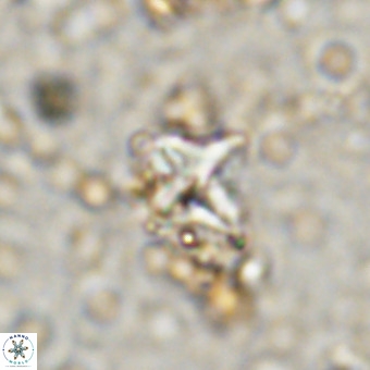 Micula vekshinae VR 21796