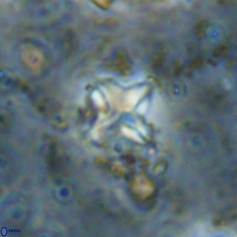 Micula vekshinae VR 21797