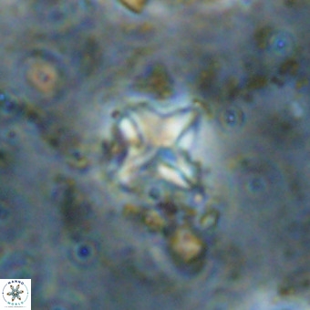 Micula vekshinae VR 21797