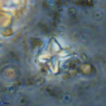 Micula vekshinae VR 21798