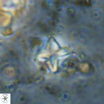 Micula vekshinae VR 21798