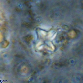 Micula vekshinae VR 21799